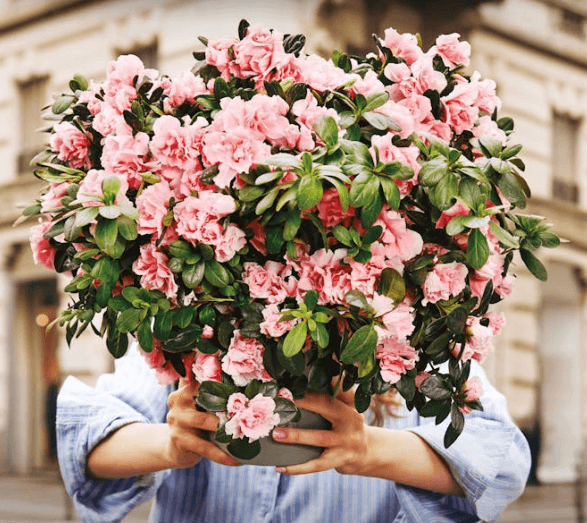 AIRC | L'Azalea della Ricerca